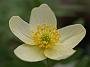 Anemone x lipiensis Vindoboniensis6